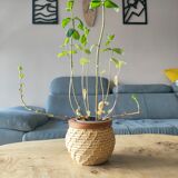 Wicker pot cache and wood