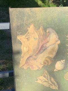 Vintage shell display
