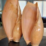 Set of 2 Cymbium Shells
