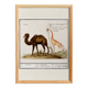 Small poster about a camel and a giraffe, based on an old engraving