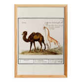 Small poster about a camel and a giraffe, based on an old engraving
