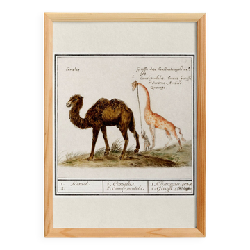 Petite affiche sur le chameau et la girafe, d'après une gravure ancienne