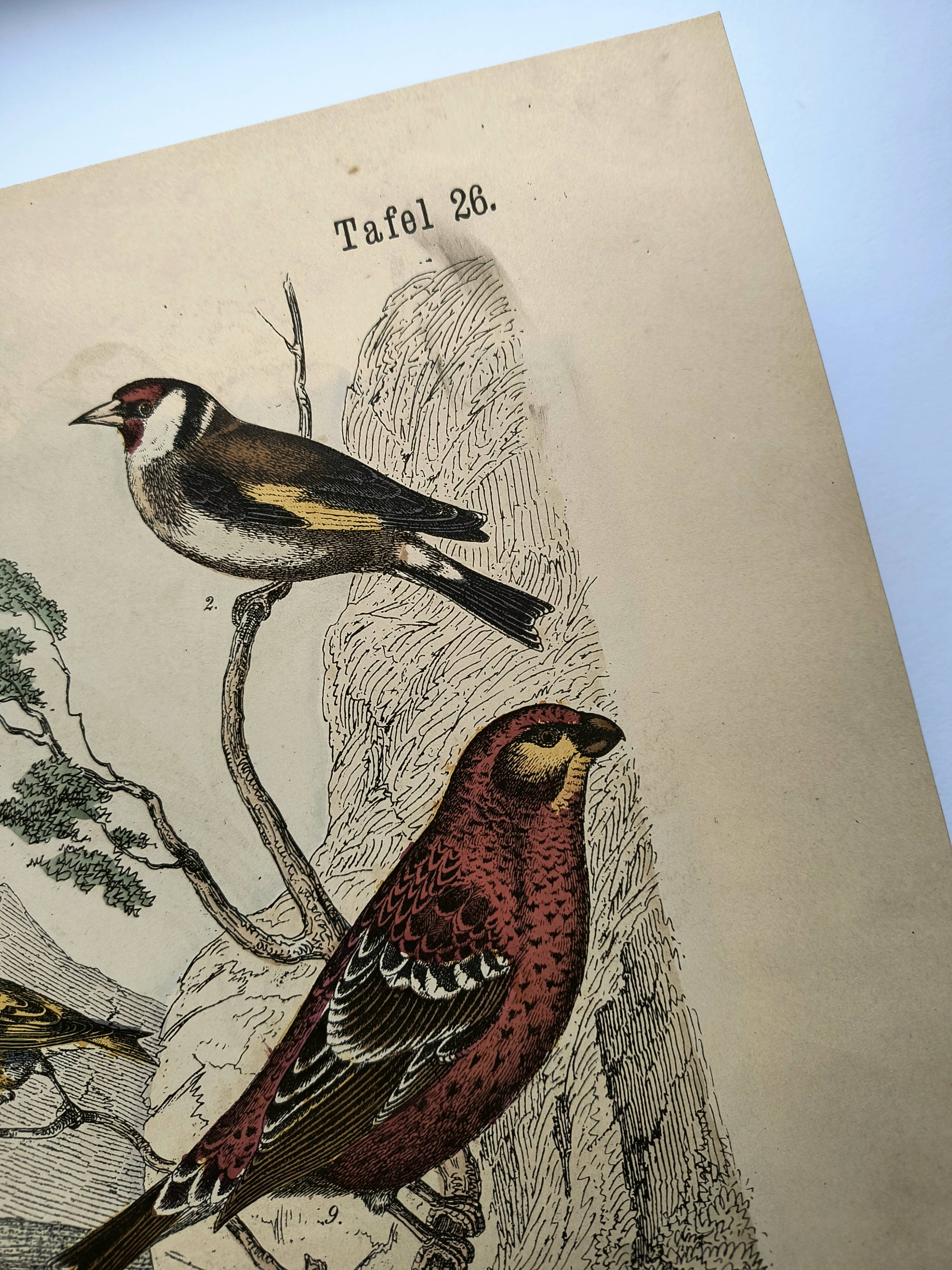 Large antique engraving, 1886 - Finch and birds. Lithograph, plate