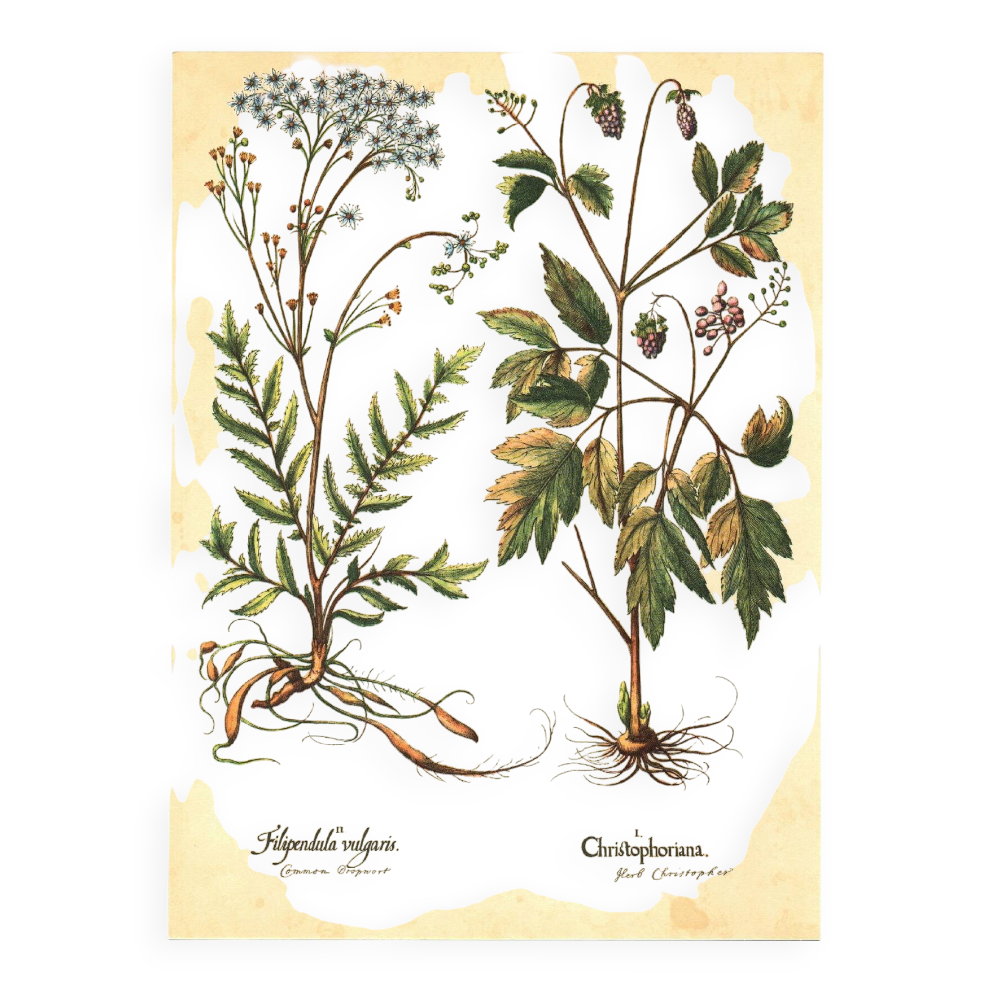 Old illustration 1959 - Filipendula. Botanical plate medicinal flower.