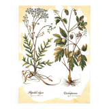 Old illustration 1959 - Filipendula. Botanical plate medicinal flower.