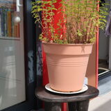 Senoufo stool
