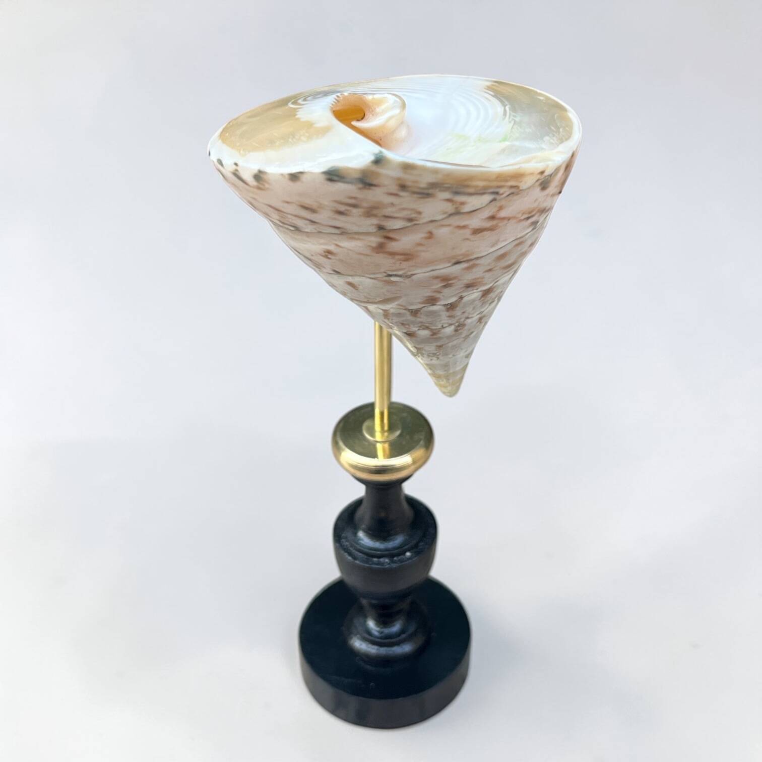 Nacre cone shell Troca on a turned black wooden base, late 19th century.