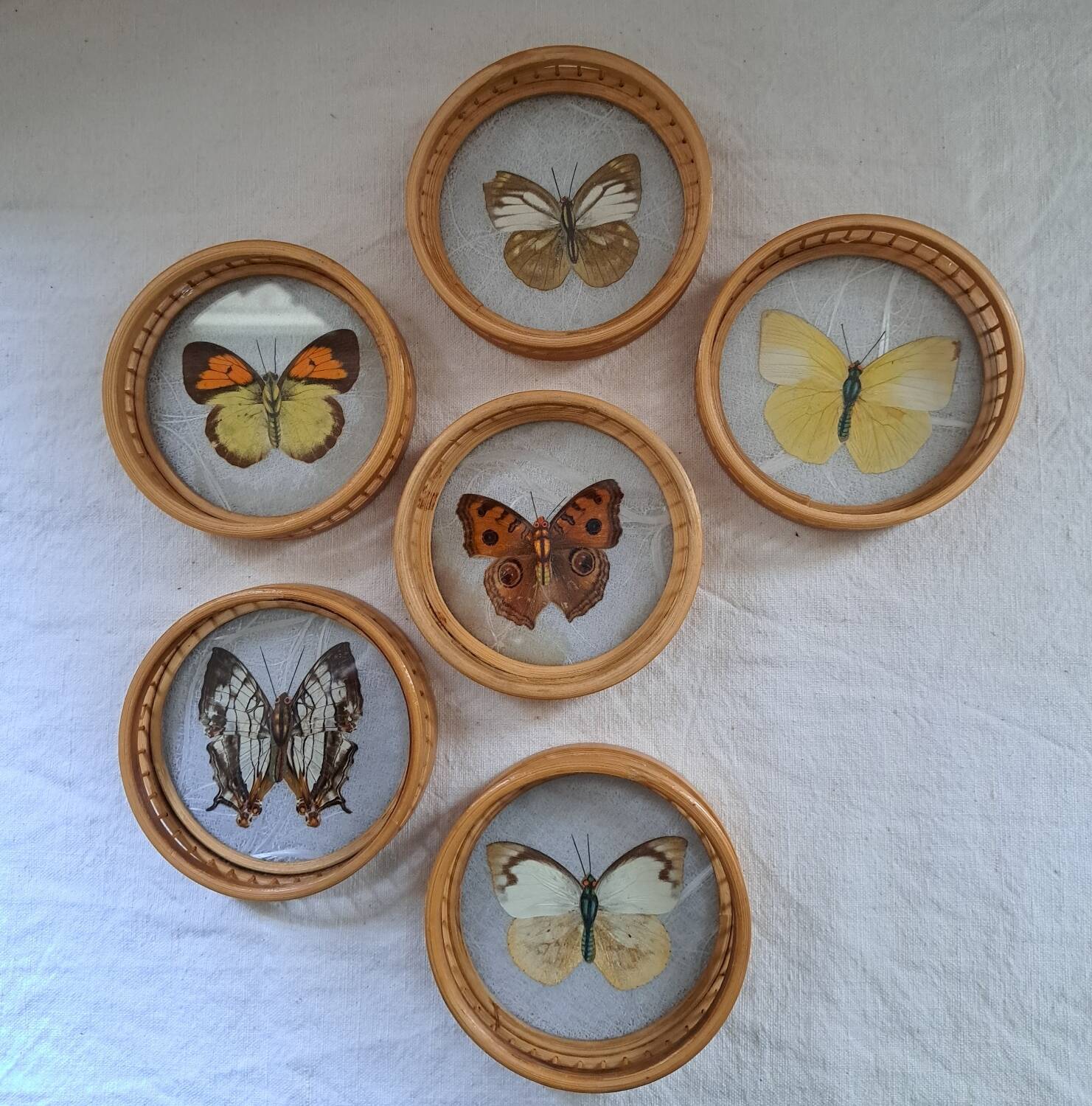 6 70's Butterflies under glass and their support