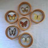 6 70's Butterflies under glass and their support