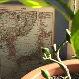 Original vintage map Japan