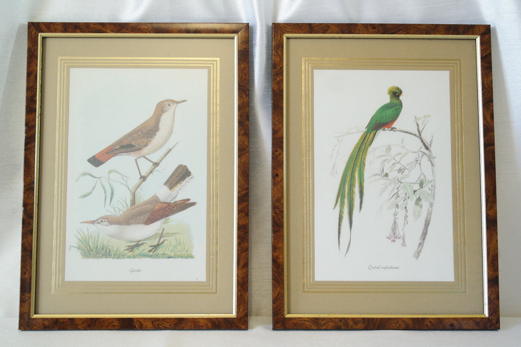 Pair of framed bird engravings