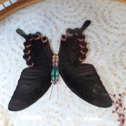 Plateau de service papillon avec sous verres