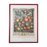 Old English botanical board in May