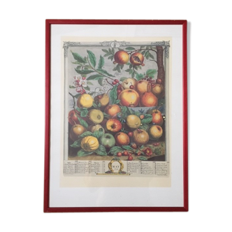 Old English botanical board in May