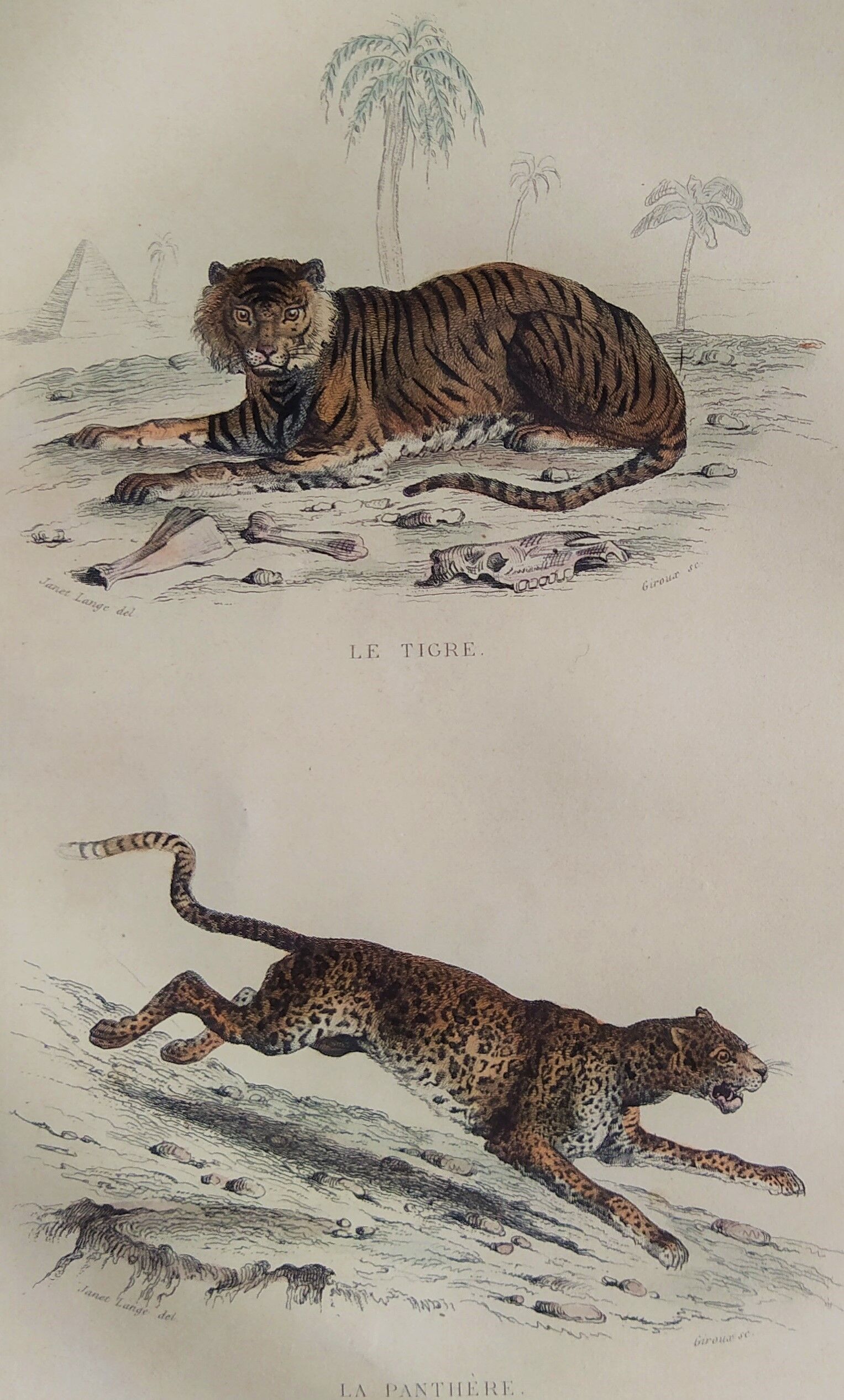 ORIGINAL ZOOLOGICAL PLATE OF 1839 " Tiger & Panther "