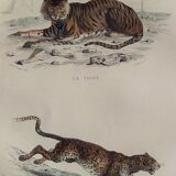ORIGINAL ZOOLOGICAL PLATE OF 1839 " Tiger & Panther "