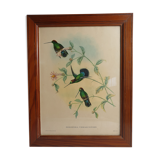 Pedagogical engraving of birds