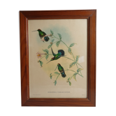 Gravure pédagogique d'oiseaux