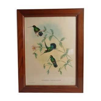 Pedagogical engraving of birds