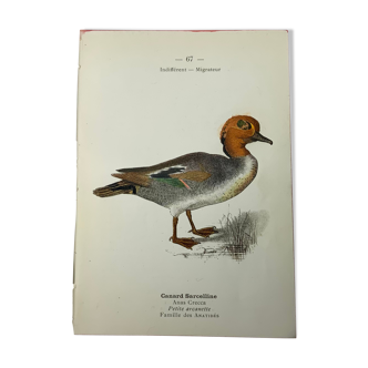 Engraving birds 1900 naturalist work G Denise double-sided