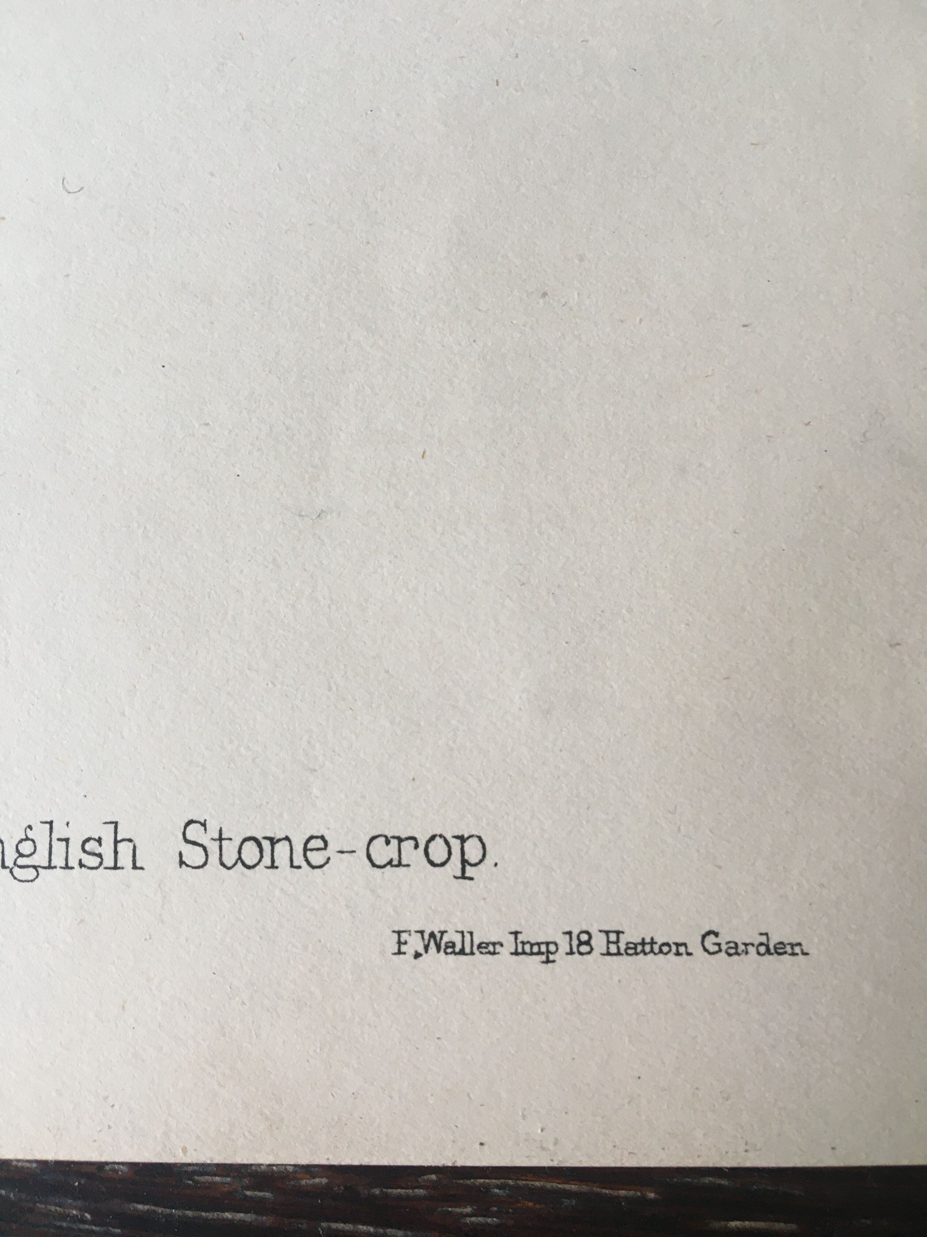 R.Hogg Botanical Boards, 1878