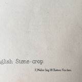 R.Hogg Botanical Boards, 1878