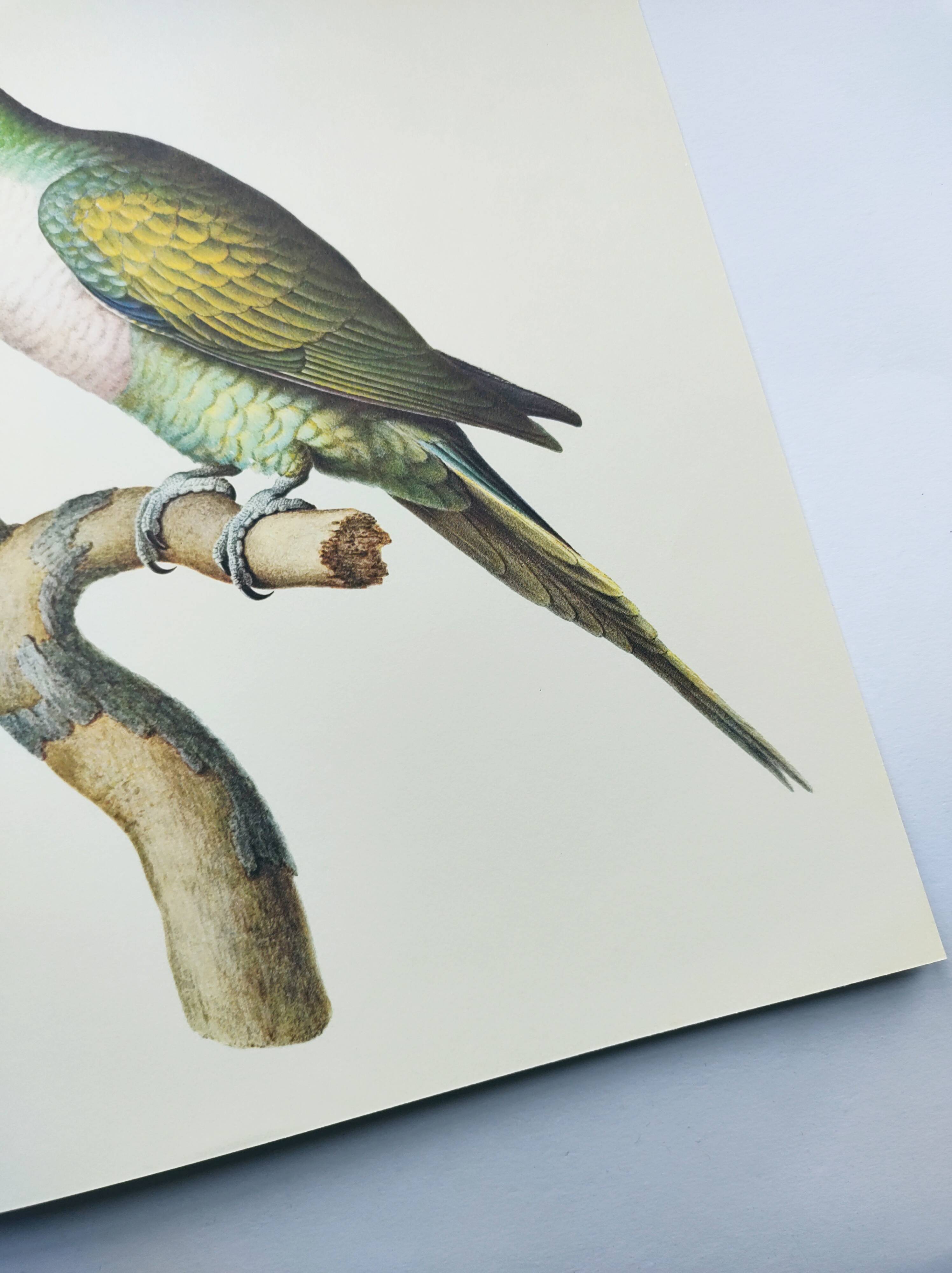 Old plate - Mustached parakeet - Natural zoological illustration