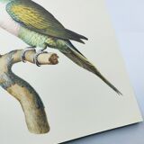 Old plate - Mustached parakeet - Natural zoological illustration