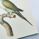 Old plate - Mustached parakeet - Natural zoological illustration