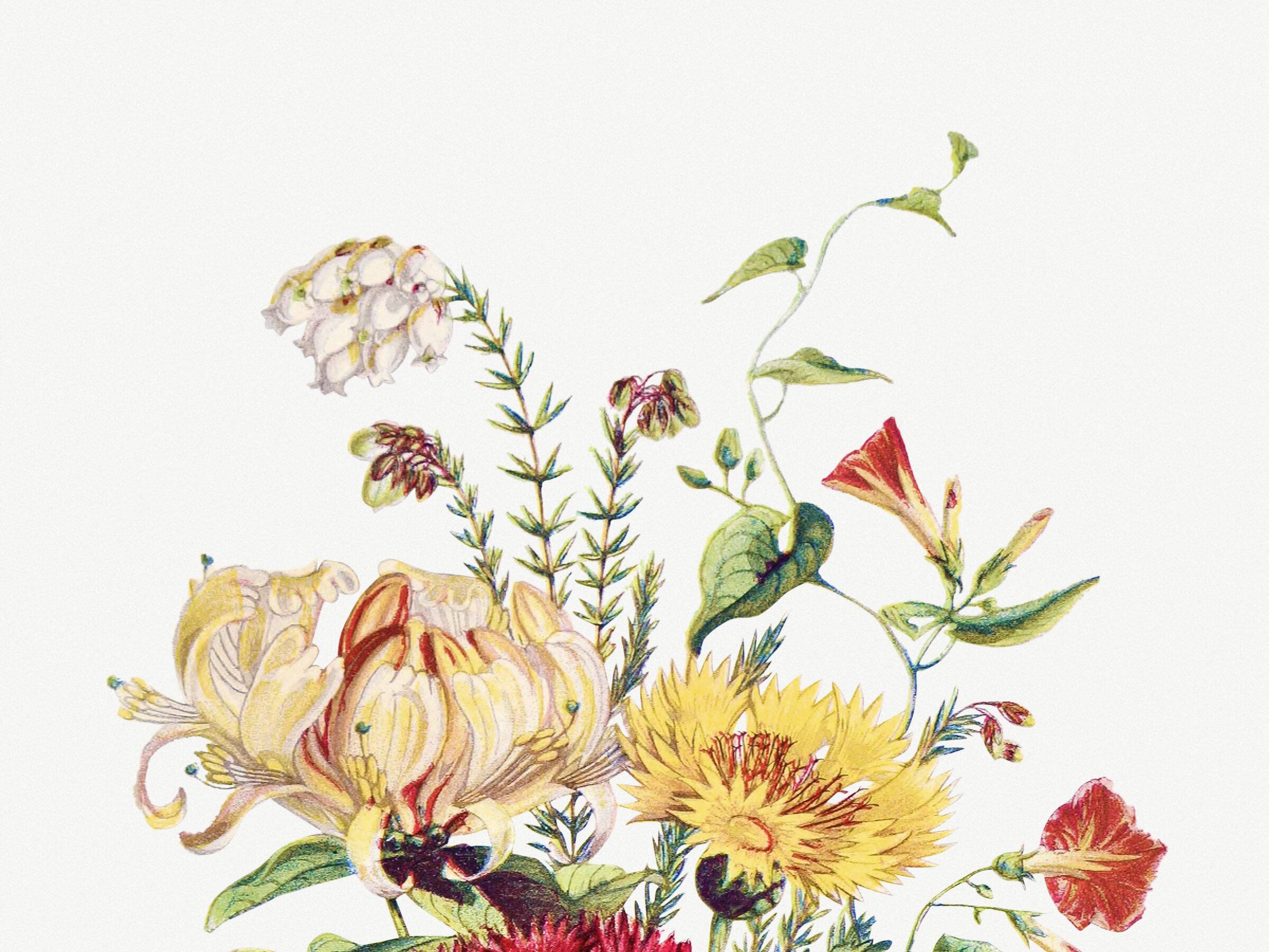 Affiche sur les fleurs de chèvrefeuille, ipomée écarlate et immortelle