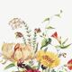 Affiche sur les fleurs de chèvrefeuille, ipomée écarlate et immortelle