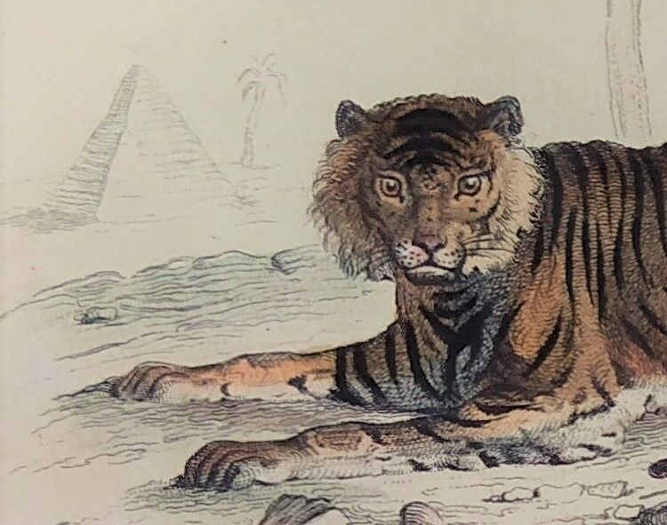 ORIGINAL ZOOLOGICAL PLATE OF 1839 " Tiger & Panther "