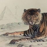 ORIGINAL ZOOLOGICAL PLATE OF 1839 " Tiger & Panther "