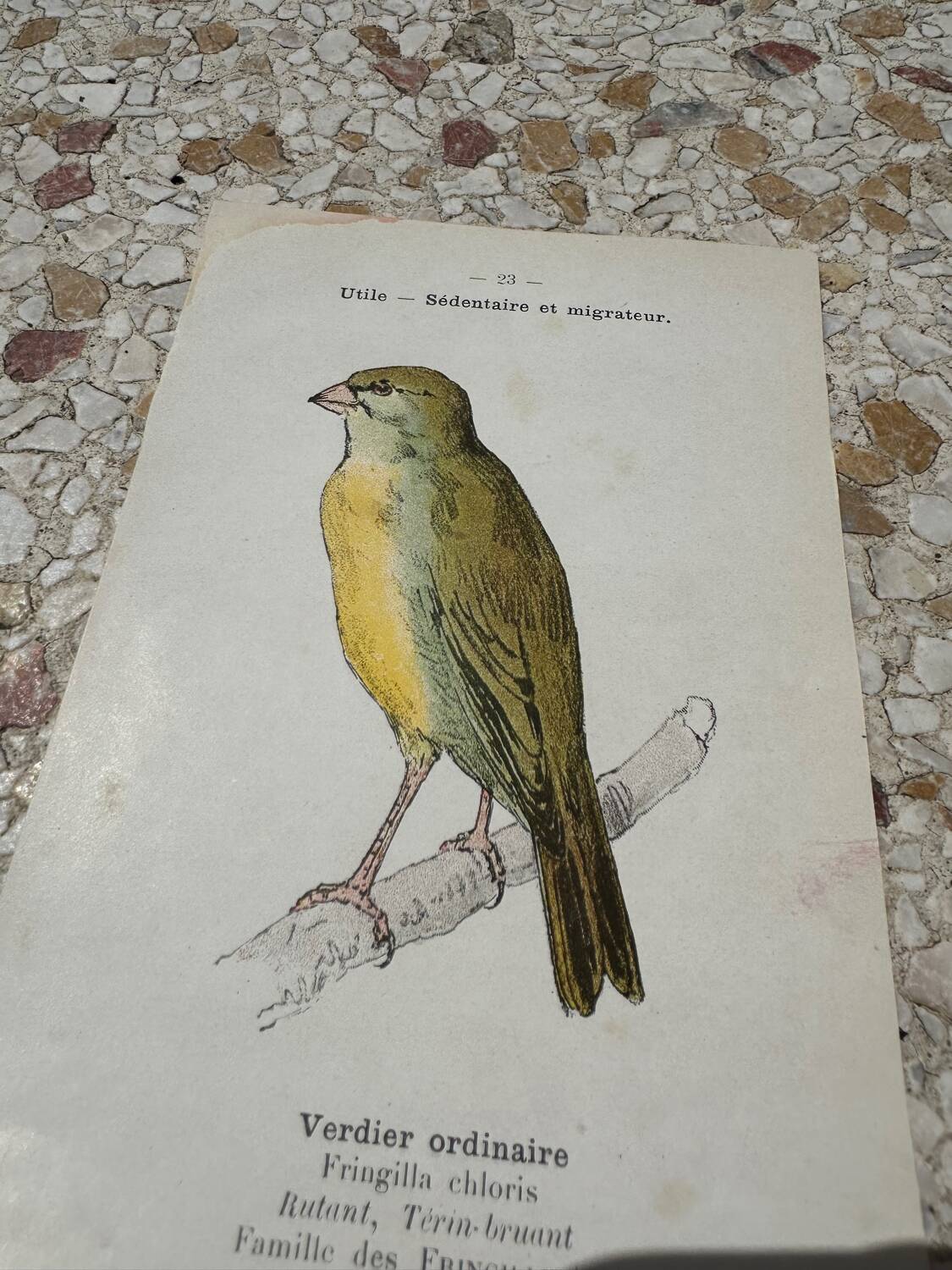 Planche botanique gravure naturaliste oiseaux ancien 1903