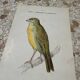 Planche botanique gravure naturaliste oiseaux ancien 1903