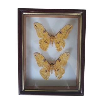 Papillons encadrés