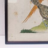 Engraving painting pheasant bird XVIII th F. Martinet