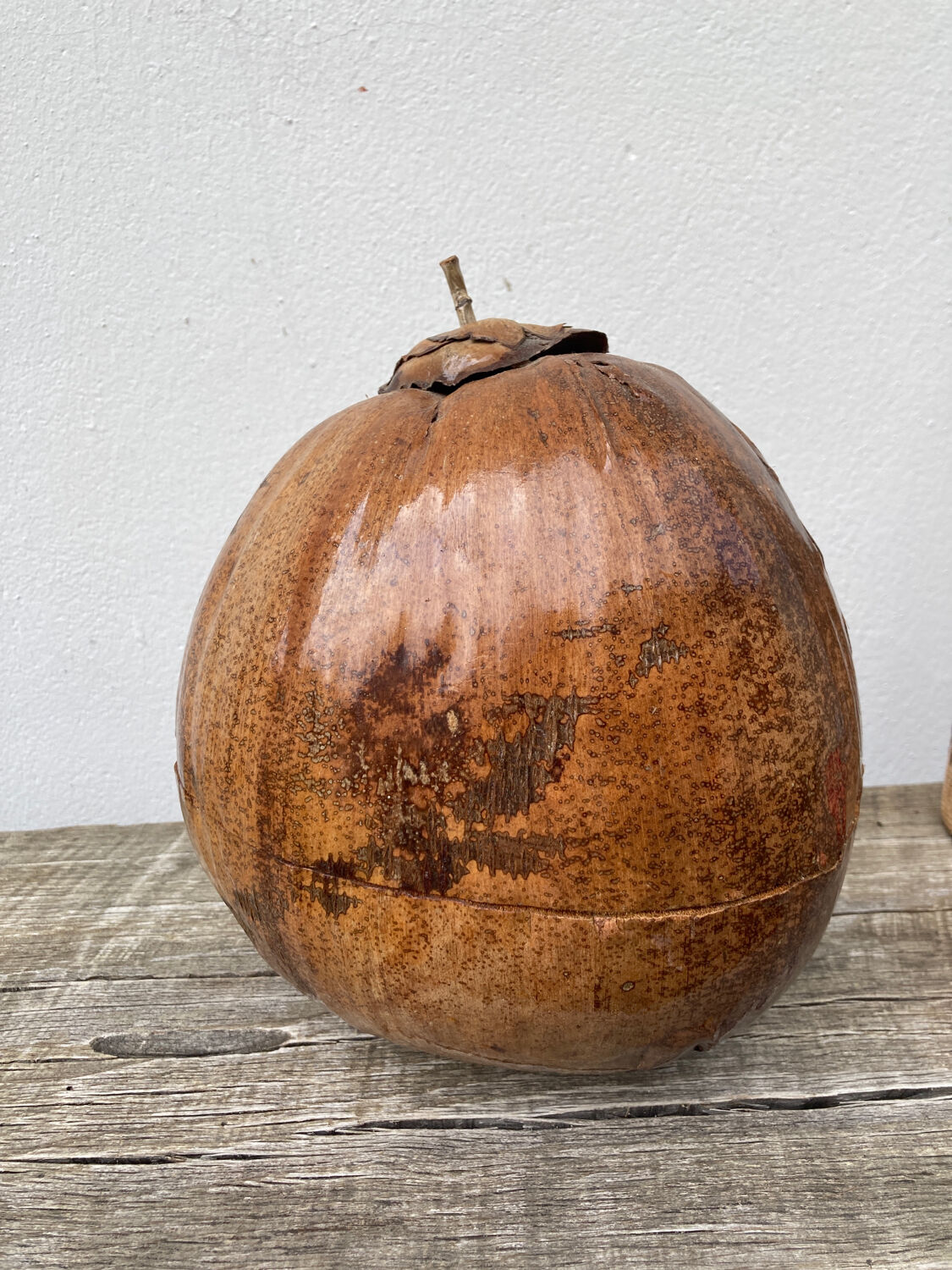 Exotic brutalist coconut ice bucket 1960
