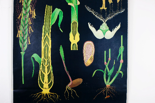 Vintage school chart rye botanical poster by Jung Koch Quentell for Hagemann 1960s