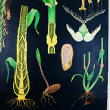 Vintage school chart rye botanical poster by Jung Koch Quentell for Hagemann 1960s