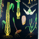 Vintage school chart rye botanical poster by Jung Koch Quentell for Hagemann 1960s