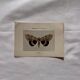 Botanical Plate 1800 Old Naturalist Engraving 19th Century Double-Sided