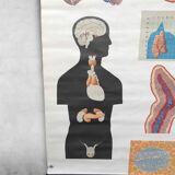 Pull-Down Chart of Endocrine System, 1970s