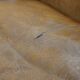 Set of two super rugged and very comfortable sheep leather armchairs