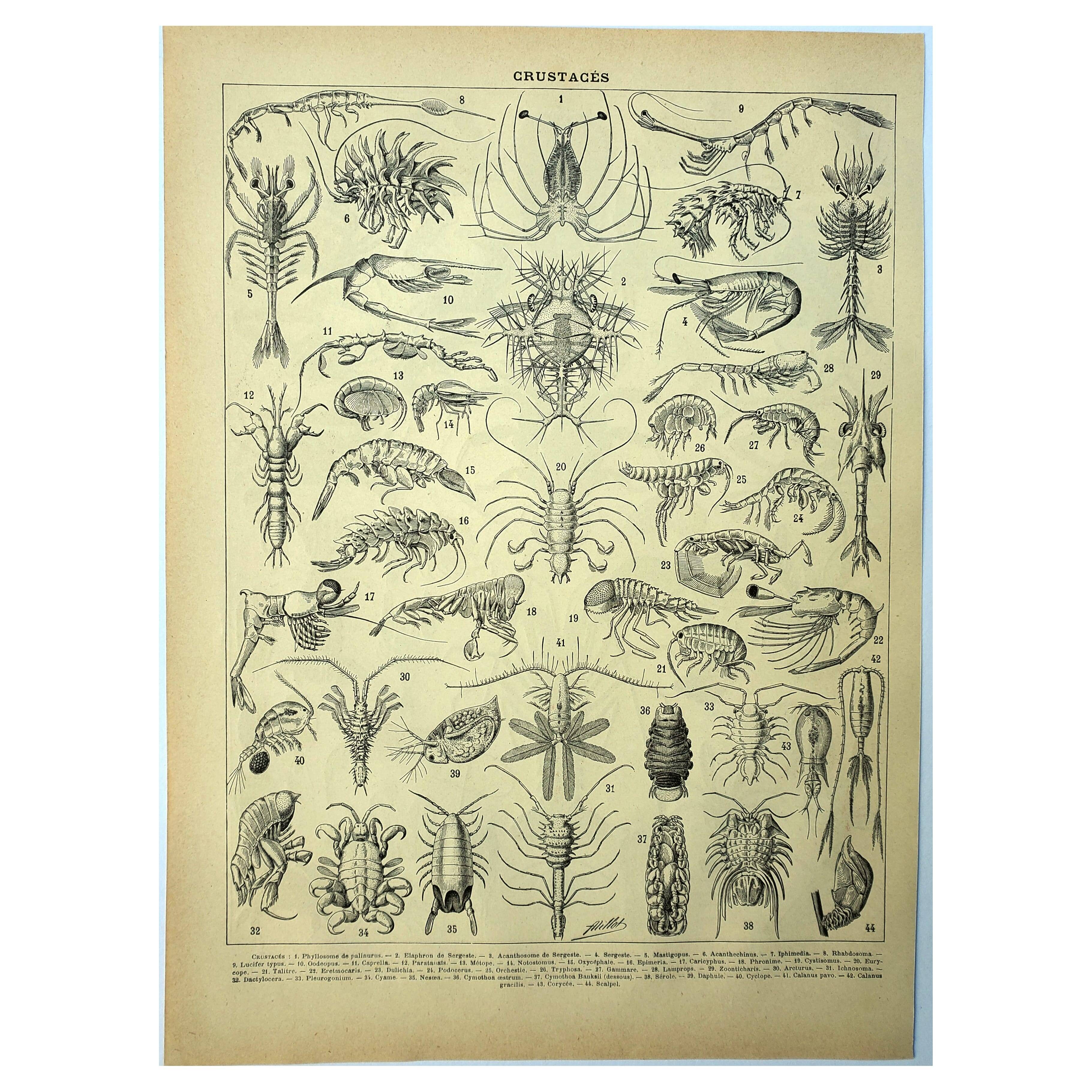 Old engraving 1928 - Crustaceans (2) by A. Millot. Plate Beach, ocean