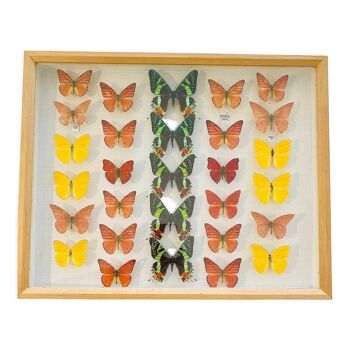 29 papillons naturalisés, taxidermie urania riphaeus, appias nero, cymothe, phoebus