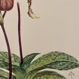 Aquarelle sur la fleur d'orchidée sauvage - 1960