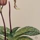 Watercolor of wild orchid flower - 1960