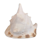 Large natural conch - decorative antique shell - family heirloom