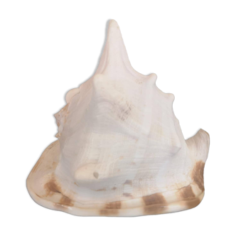 Large natural conch - decorative antique shell - family heirloom